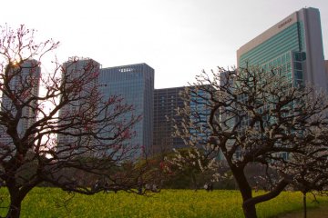 <p>Les gratte-ciels de Shiodome vus &agrave; travers les pruniers de Hama-Riky&ucirc;-Teien</p>
