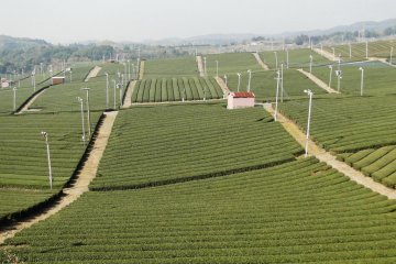 Rows upon rows of tea bushes