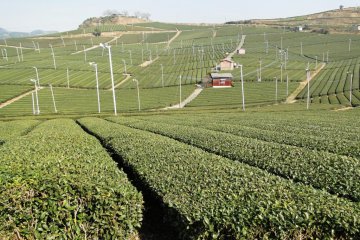 A closer look at Yame's tea bushes