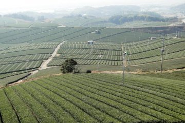 Bushes as far as the eye can see