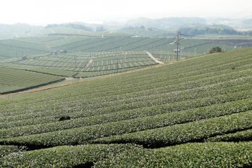 A view from the hill overlooking the garden