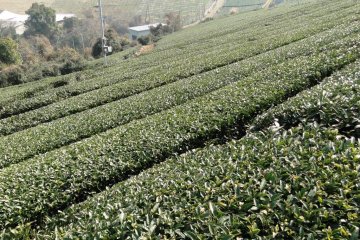 Tea bushes a few months from the first harvest of the year