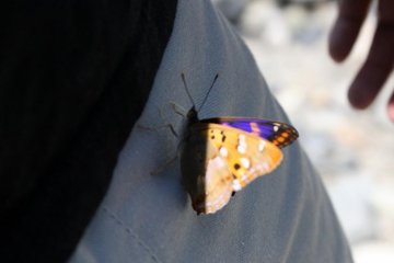 <p>Vous verrez plein de papillons &agrave; Kamikōchi!</p>