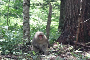 <p>En for&ecirc;t, ouvrez l'&oelig;il et vous apercevrez peut-&ecirc;tre le visage rouge d'un macaque japonais</p>
