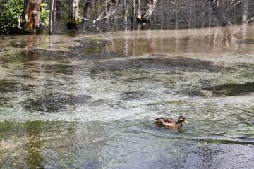 <p>Quelques canards ont point&eacute; le bout de leur nez pour venir nous dire bonjour</p>