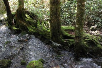 <p>L'eau transparente de ce torrent s'engouffre dans la for&ecirc;t &agrave; travers une multitude de rochers et d'arbres couverts de mousse!</p>