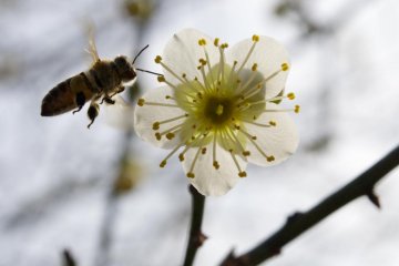 Shukkeien Plum Blossoms