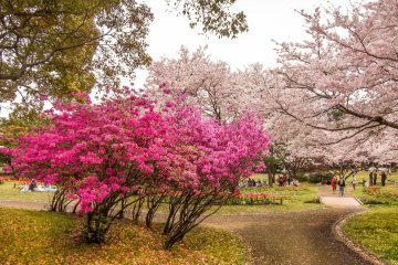 Warna merah muda yang gelap di antara warna-warna sakura terang lainnya