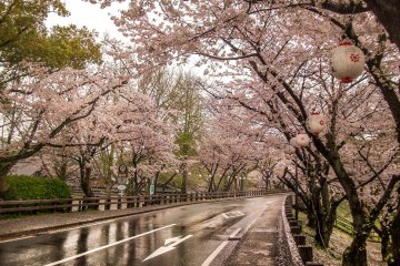 Countless Cherry trees lining the main road leading up to Kumamoto Castle