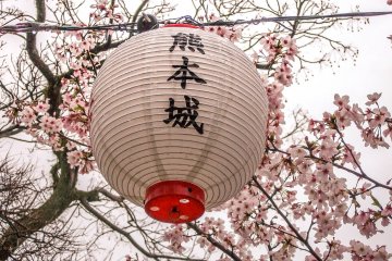  A lantern contrasting against the pink leaves
