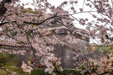  A castle tower covered in a colorful blanket of cherry blossoms 