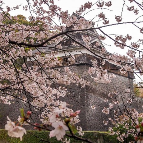 Cherry Blossom in Kyushu