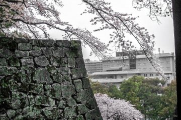  Some colorful cherry blossom covering the outer castle walls