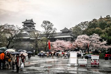 A rain-soaked landscape 