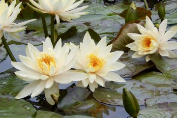 There's also a small lake within the Inner Garden, where you can spot turtles and Nishikigoi.