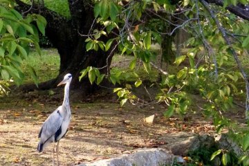 A grey egret at "White Egret Castle"