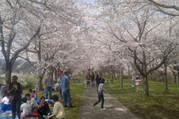 A beautiful canopy of cherry blossoms at Kongozan in Miyako
