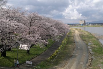 Tenshochi along the Kitakami River in Kitakami