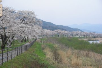 Cherry trees along the Sarugaishi River in Tono