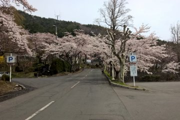 Cherry blossoms in frot of Hanamaki Onsen