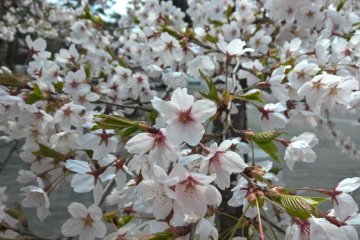 A close up of cherry blossoms at Hanamaki Onsen