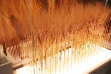 Real examples of barley are displayed
