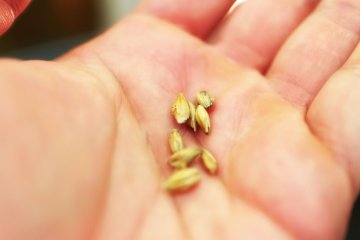 You can taste a real wheat kernel, same as the ones used to make the beer