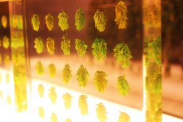 Some hops are also on display
