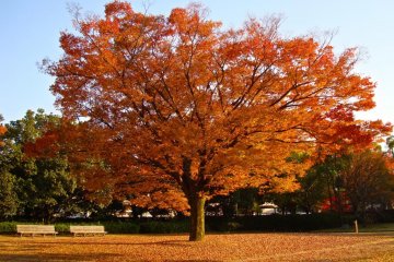 <p>Couleurs d'automne au jardin de Himeji</p>