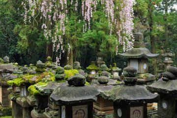 Kasuga Taisha Shrine in Spring