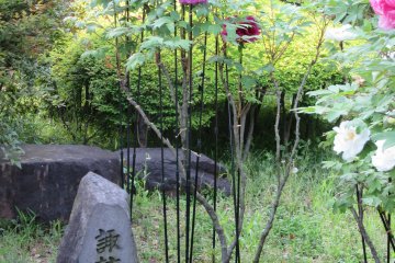Beautiful tall peonies