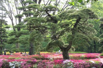 Azalea bushes