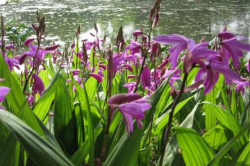 April and May is the time of bloom