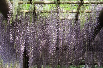 Blooming fuji