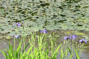 A pond with flowers