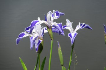 Iris