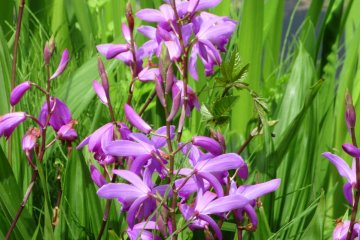 Beautiful violet flowers