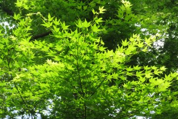 Young momiji leaves
