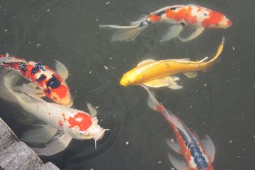 Carp or koi in Japanese are traditional for Japanese gardens