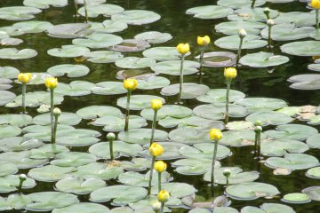 Small water lilies