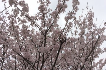 Walaupun berawan, Anda tetap dapat menikmati kecantikan sakura-sakura ini