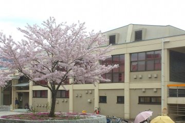 Sakura-sakura cantik di Universitas Yamaguchi