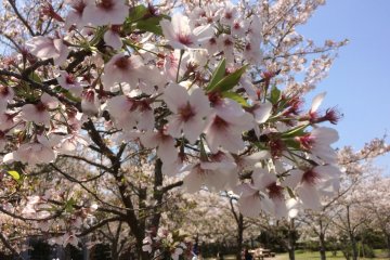 Sakura yang memukau, tampak dekat