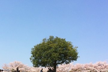 Duduk di bawah sinar matahari, menikmati sakura