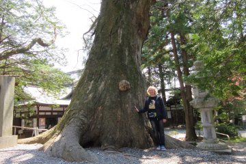 The biggest tree Iever seen was in Suwa Taisha, Nagano