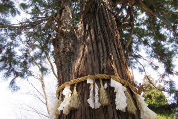Shimenawa at Suwa Taisha, Nagano