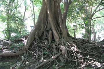 Intricated roots at Ueno Park, Tokyo
