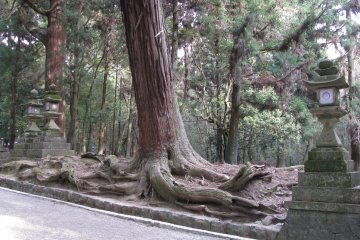 The way to Kasuga Taisha, Nara, in Kansai