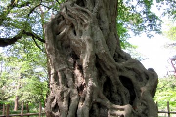 Intricated tree in Saitama