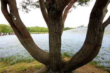 Hitachi Seaside Park, Ibaraki
